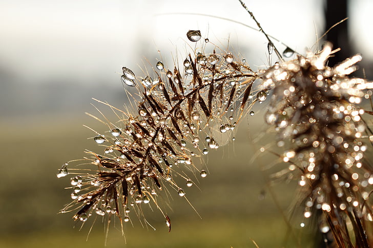 selective focus photo of brown grass with dewdrops at daytime
