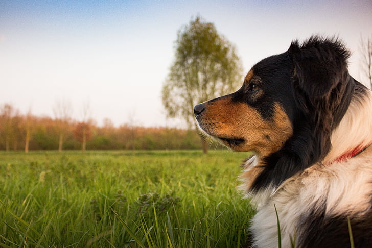 black, white, and tan Greater Swiss Mountain dog by tall grasses at daytime