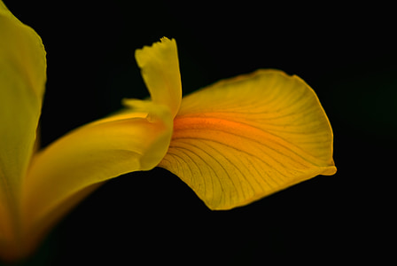 closeup photography of yellow petal