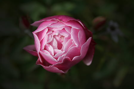closeup photography of pink rose flower bud