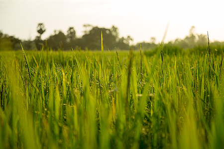 closeup photography of green grass lawn