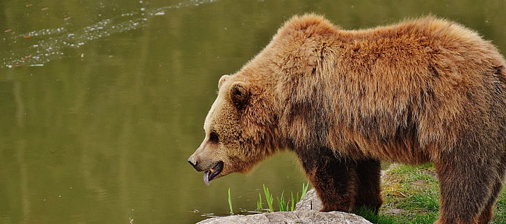 grizzly bear near body of water during daytime