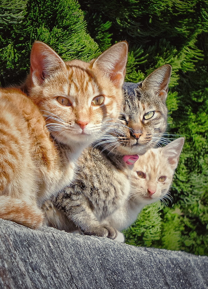 orange and brown Tabby cats on gray surface