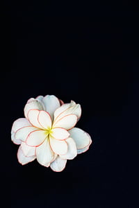 closeup photo of white petaled flowers on black background