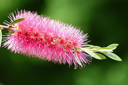 pink bottlebrush flower selective-focus photography