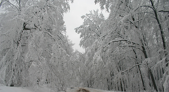 green forest trees covered by white snow during daytime