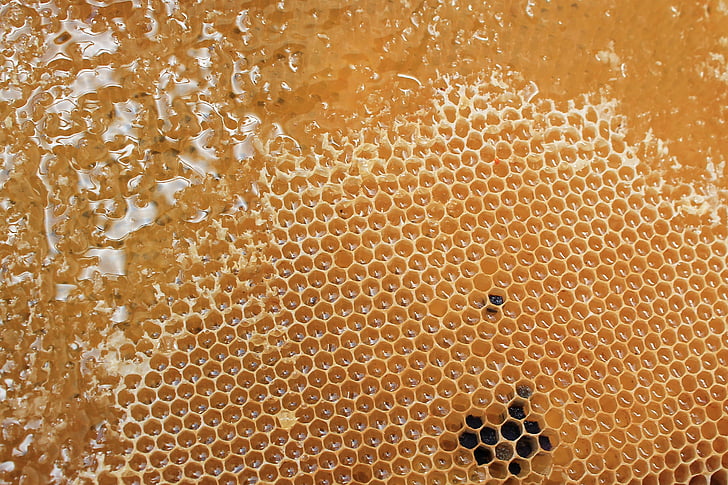 brown honeycomb