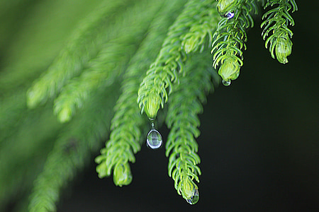 closeup photography of water drops