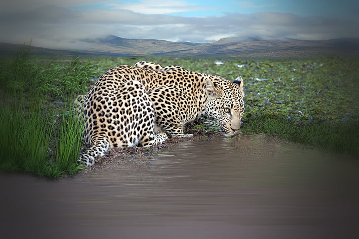 shallow photo of leopard near body of water