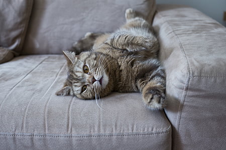 long-fur brown cat laydown on brown fabric sofa