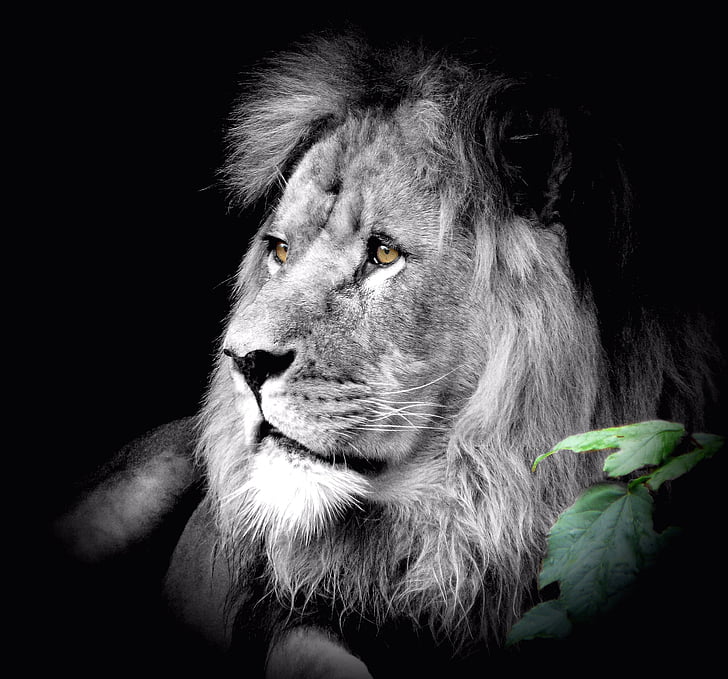 lion grayscale photography