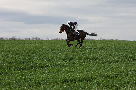 jockey on grass field