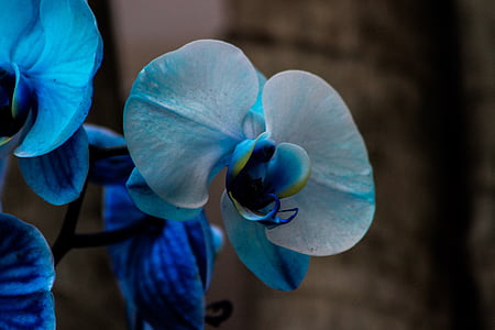 blue-and-white moth orchids in bloom close up photo
