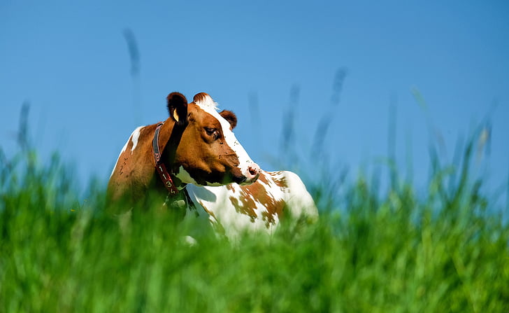 selective focus photo of white and brown cow