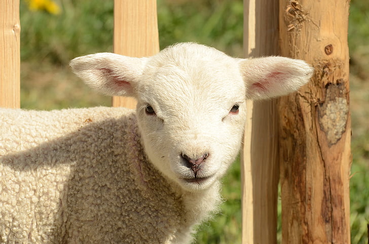 close up photograph of white sheep