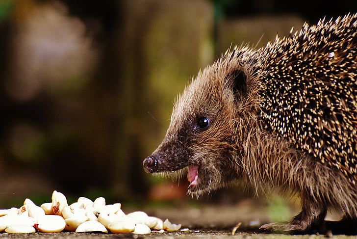 brown hedgehog in front of white food