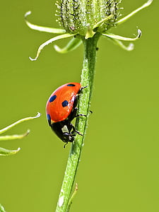 macro photography of ladybird