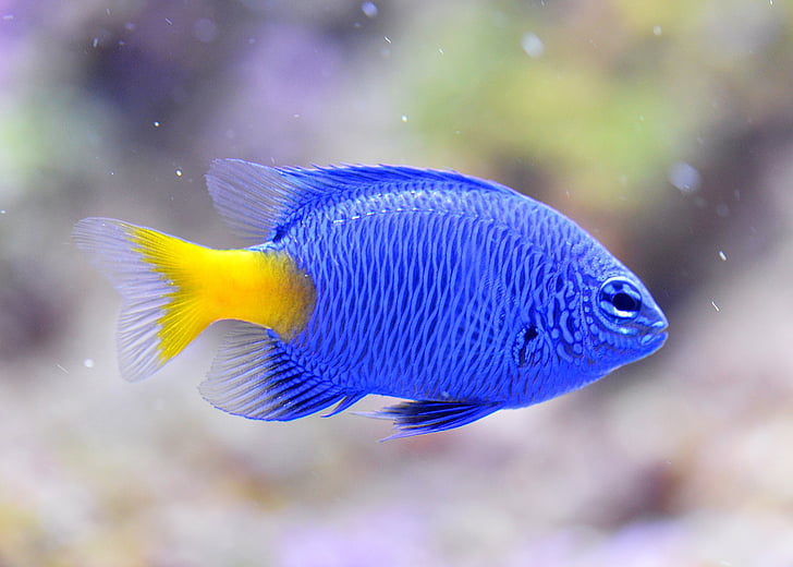 macro shot of blue and yellow fish