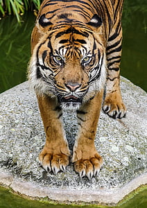 wildlife photography of tiger