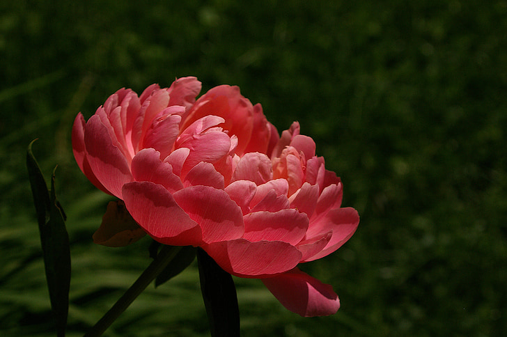 red peony in bloom at daytime