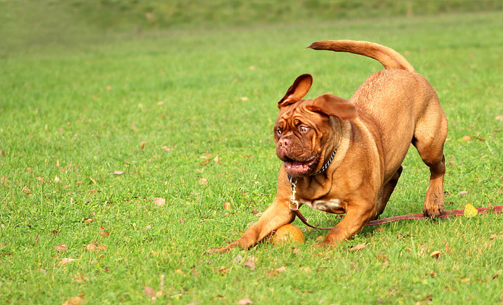 short-coated brown dog playing on green grass during daytime