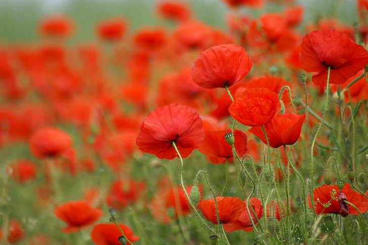 Royalty-Free photo: Red poppies in bloom at daytime | PickPik