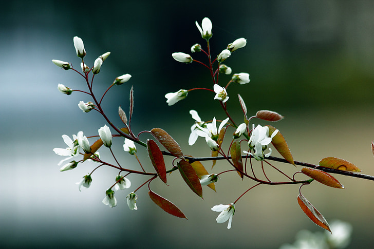 shallow focus photography of white flowers with brown leaves