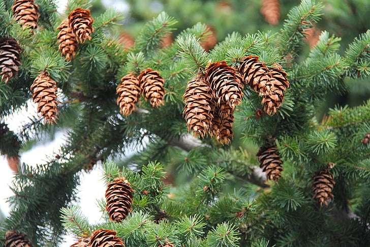 pine cons