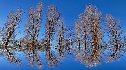 bare trees on body of water during daytime