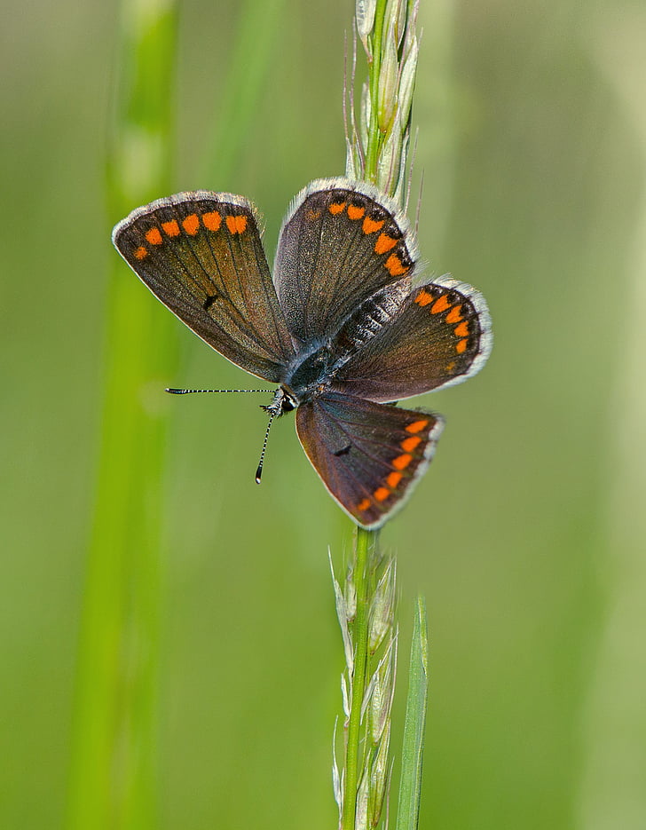selective focus photography of common blue butterfly perched on wheat