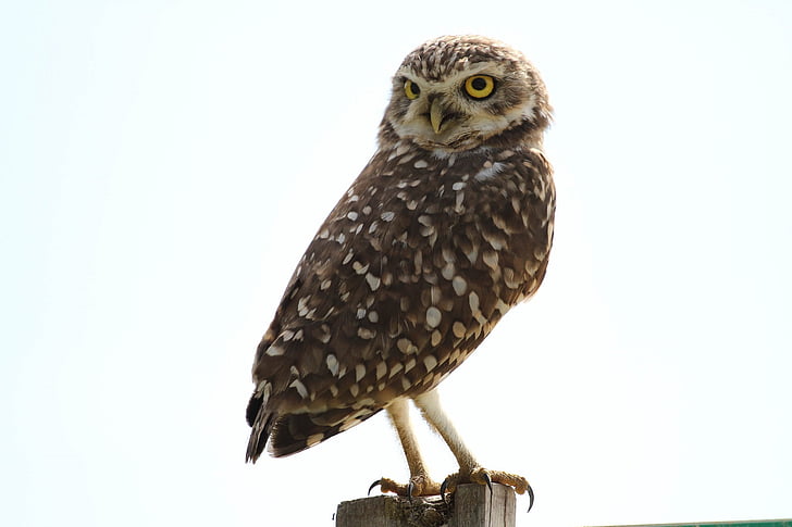 owl on rod photo
