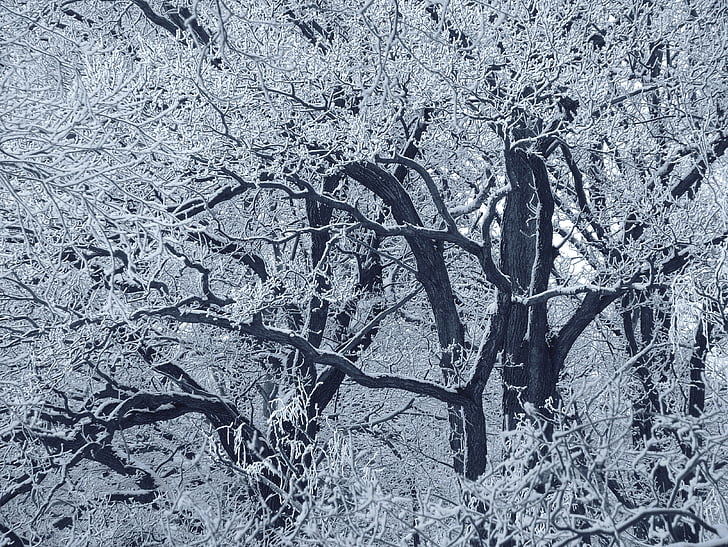 grayscale photo of bare trees during daytime