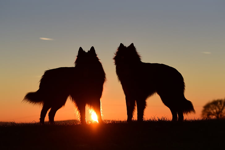 two silhouette of wolves during sunset