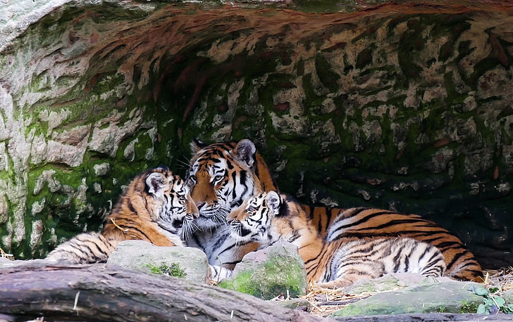 adult Bengal tiger resting beside cubs