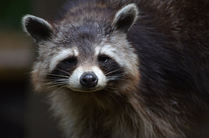 closeup photo of raccoon