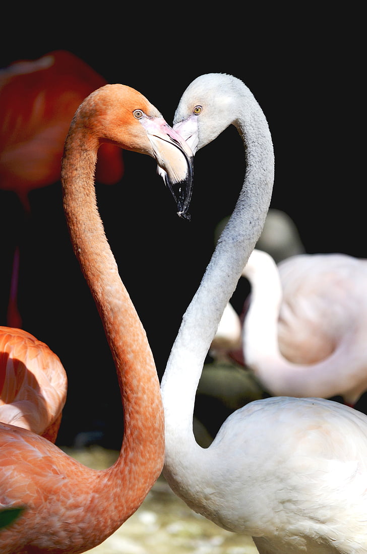 pink and white flamingos