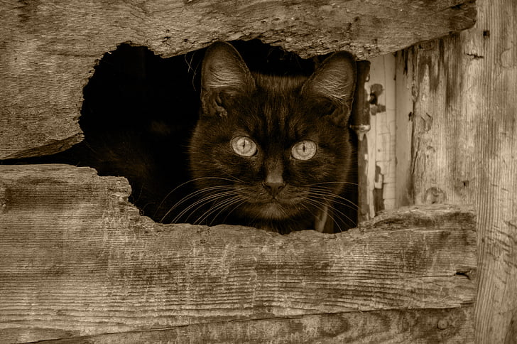 brown cat peeping outside wood