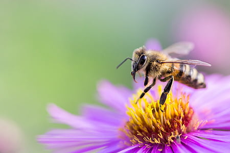 honey bee perching on purple and yellow flowers in self focus photography