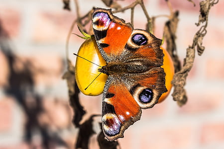 peacock butterfly on round orange fruit
