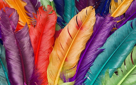 assorted-color feather decors