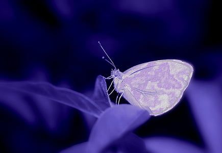 purple butterfly perched on purple leaf in closeup photography