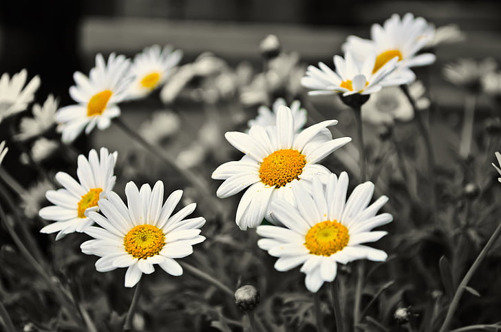selective color photography of white daisy flowers