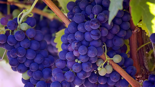 bunch of purple grapes