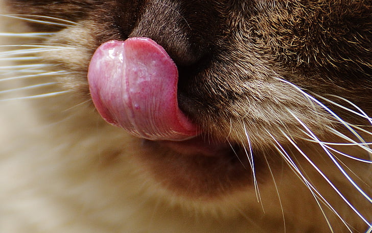 animal tongue photography