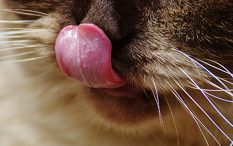 animal tongue photography