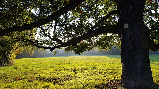 green leafed tree on green grass field