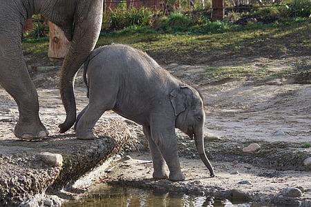 gray young and adult elephants beside the body of water