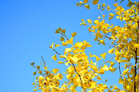 low angle photo of yellow leaf tree under blue sky at daytime