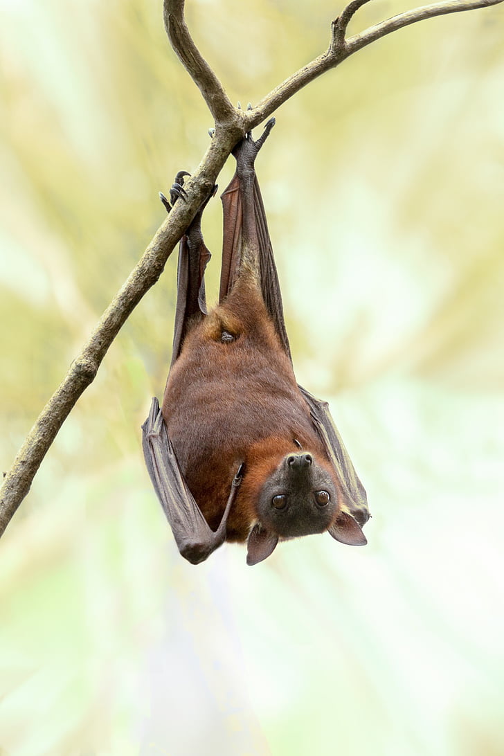 brown and black bat hanging on wooden branch