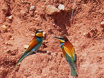 two birds on soil